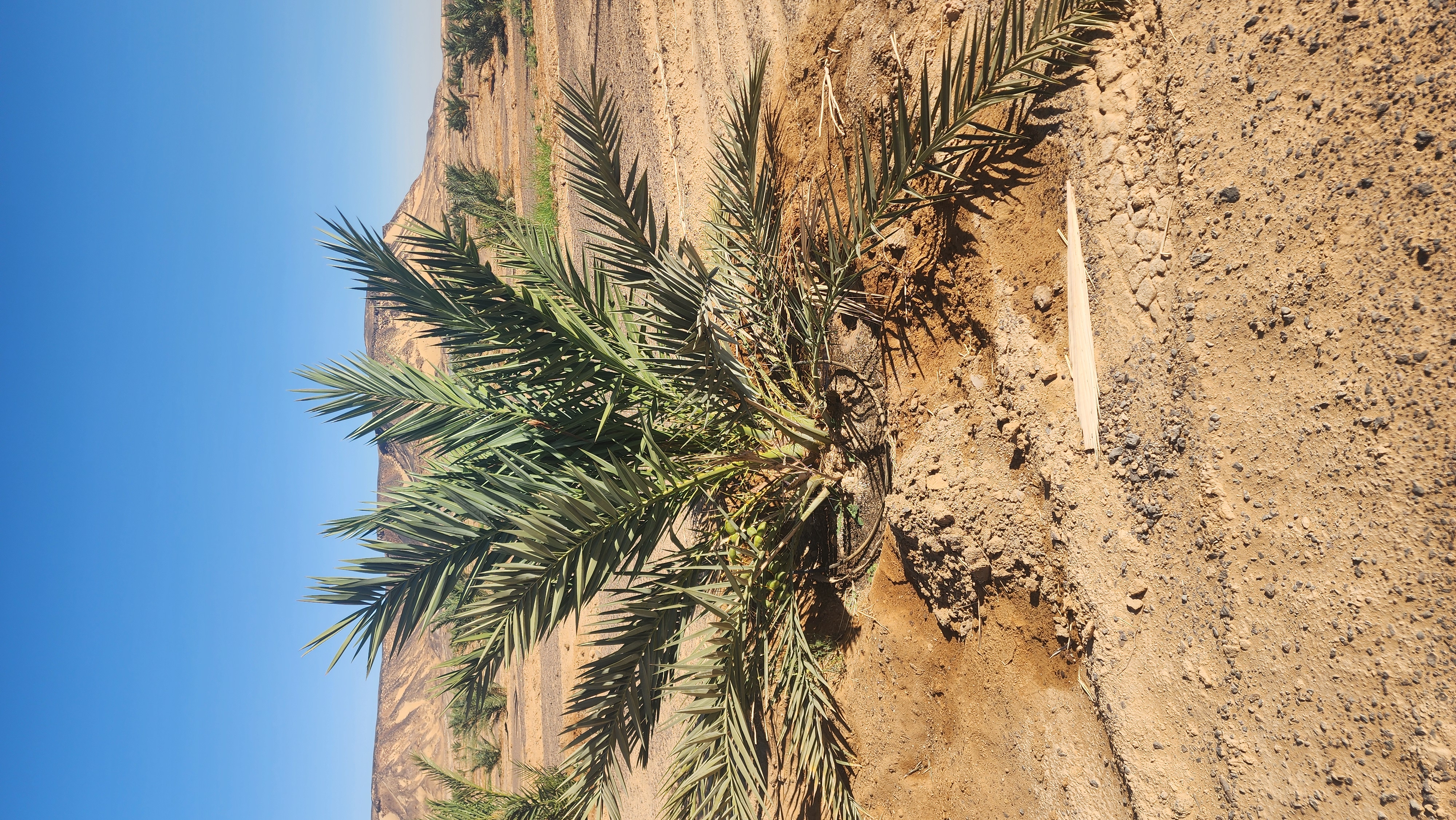 الخدمة الشتوية للنخيل 